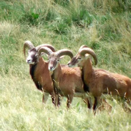 Les Mimosas * Le Mont-Dore
